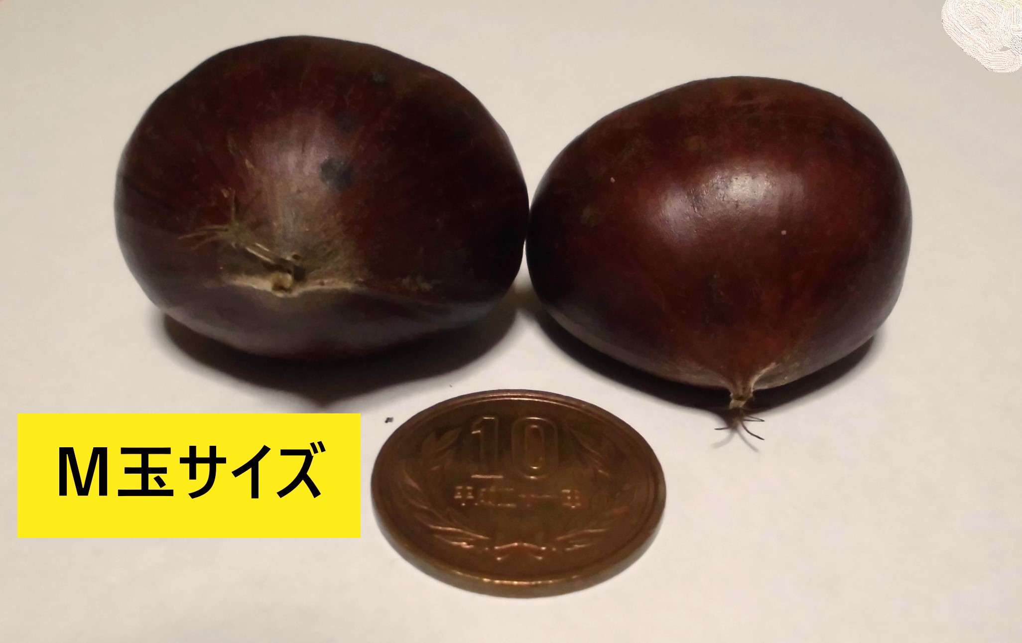 小布施栗 (筑波) 3L 5キロ